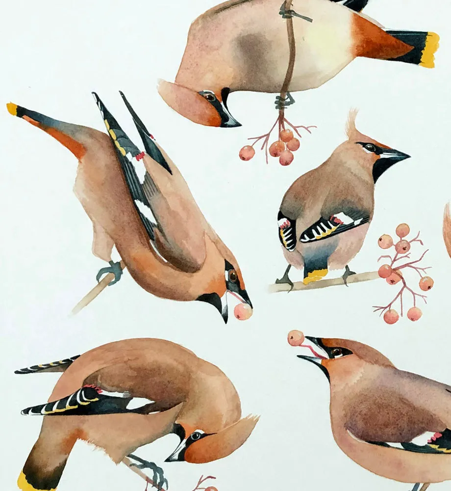 A museum of Bohemian waxwings