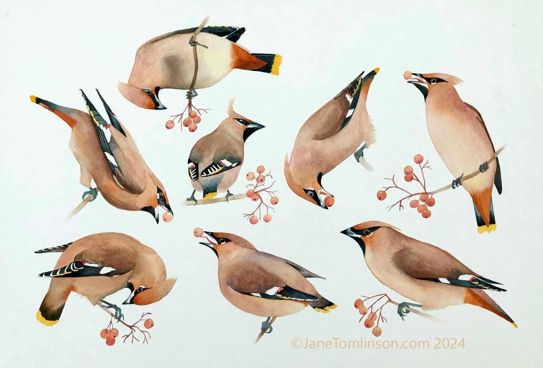 A museum of Bohemian waxwings