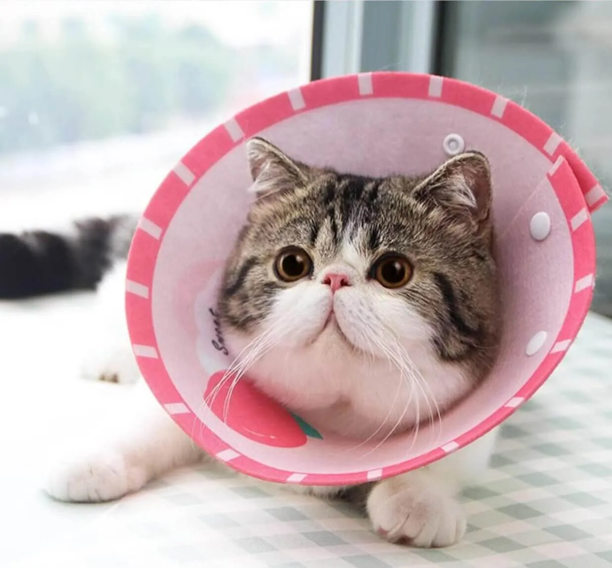 Cat Cone Anti-Bite Elizabethan Waterproof Recovery Collar with Cartoon Pattern