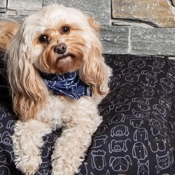 Dog Central Indigo Bandana