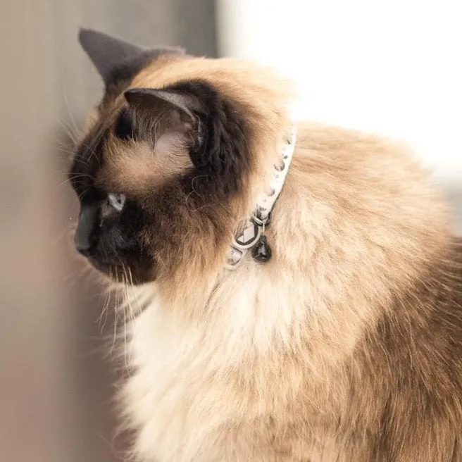 Go Fish Taupe/Black Cat Collar